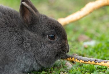 Problemas de comportamento em coelhos