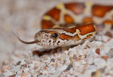 Como saber se um animal silvestre ou exótico é vítima do tráfico