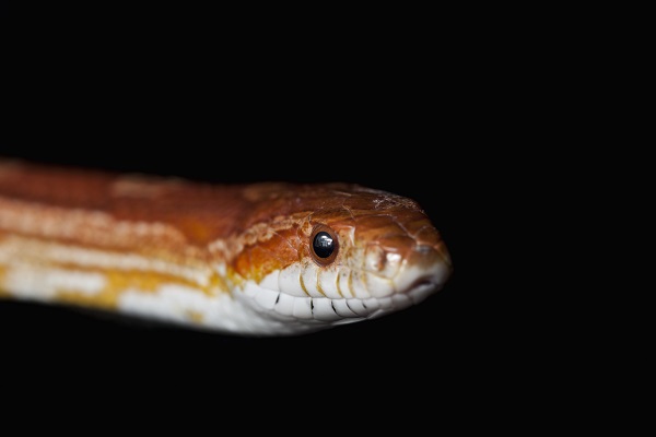 FOTOS: Corn snake, espécie de serpente exótica dos EUA, é