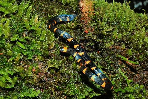 Cobra de estimação: descubra como ter uma em casa