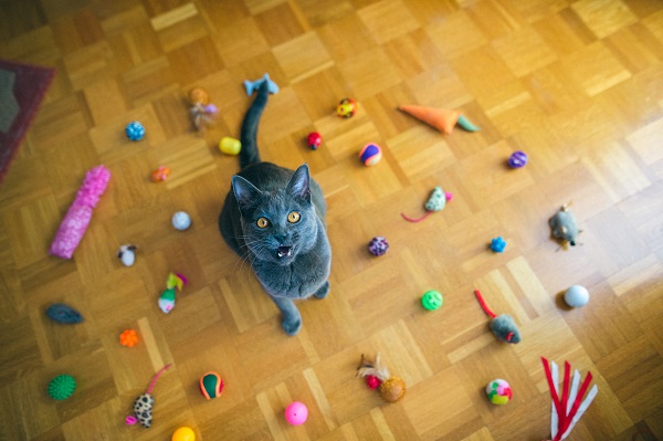 Gato azul rodeado de brinquedos