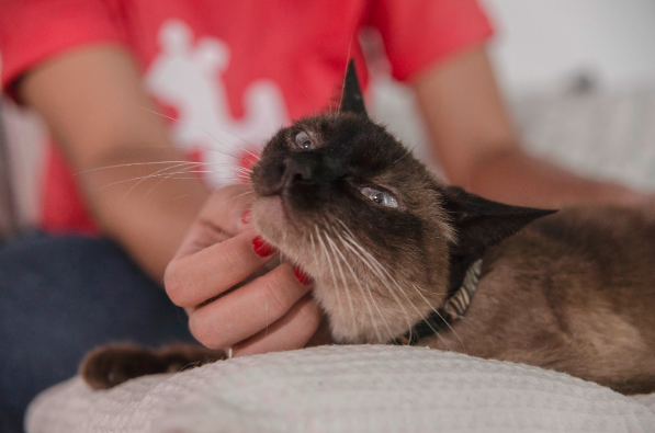 Vacina para gato: veja tudo o que você precisa saber!