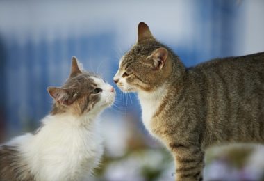 Novo membro na família: passo a passo para acostumar um gato com outro