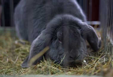 Conheça quatro raças de coelho gigante