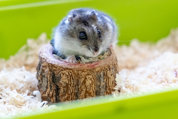 Conheça os diferentes tipos de hamster