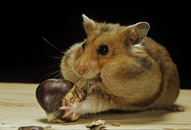 Cinco curiosidades sobre os hamsters