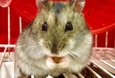 Cuidados para a chegada de filhotes de Hamster