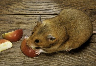 Como alimentar um hamster corretamente?