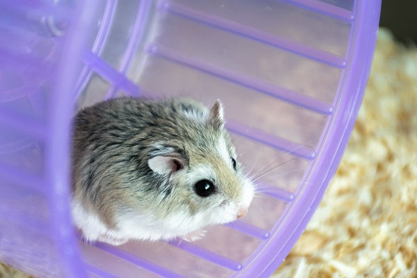 hamster filhote dentro de uma roda