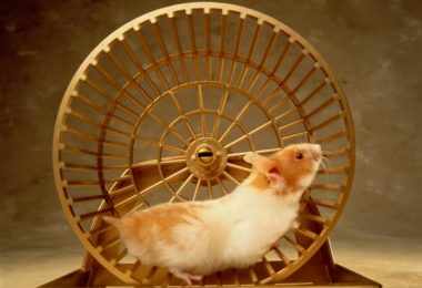 Casas, brinquedos e acessórios para hamsters