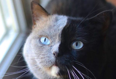 Filhotes de gato bicolor puxam, cada um, uma cor do pai