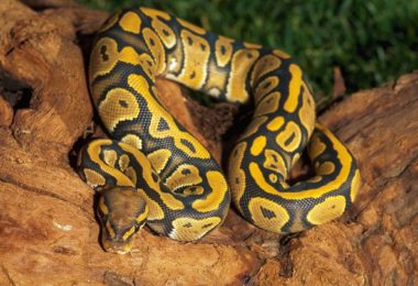 Tipos de cobras que podemos ter como pet