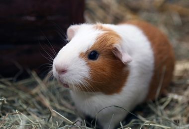 Como cuidar de um porquinho da índia