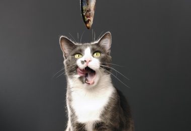 Receita de torta de sardinha para gatos