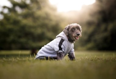 Roupas de inverno para seu cachorro