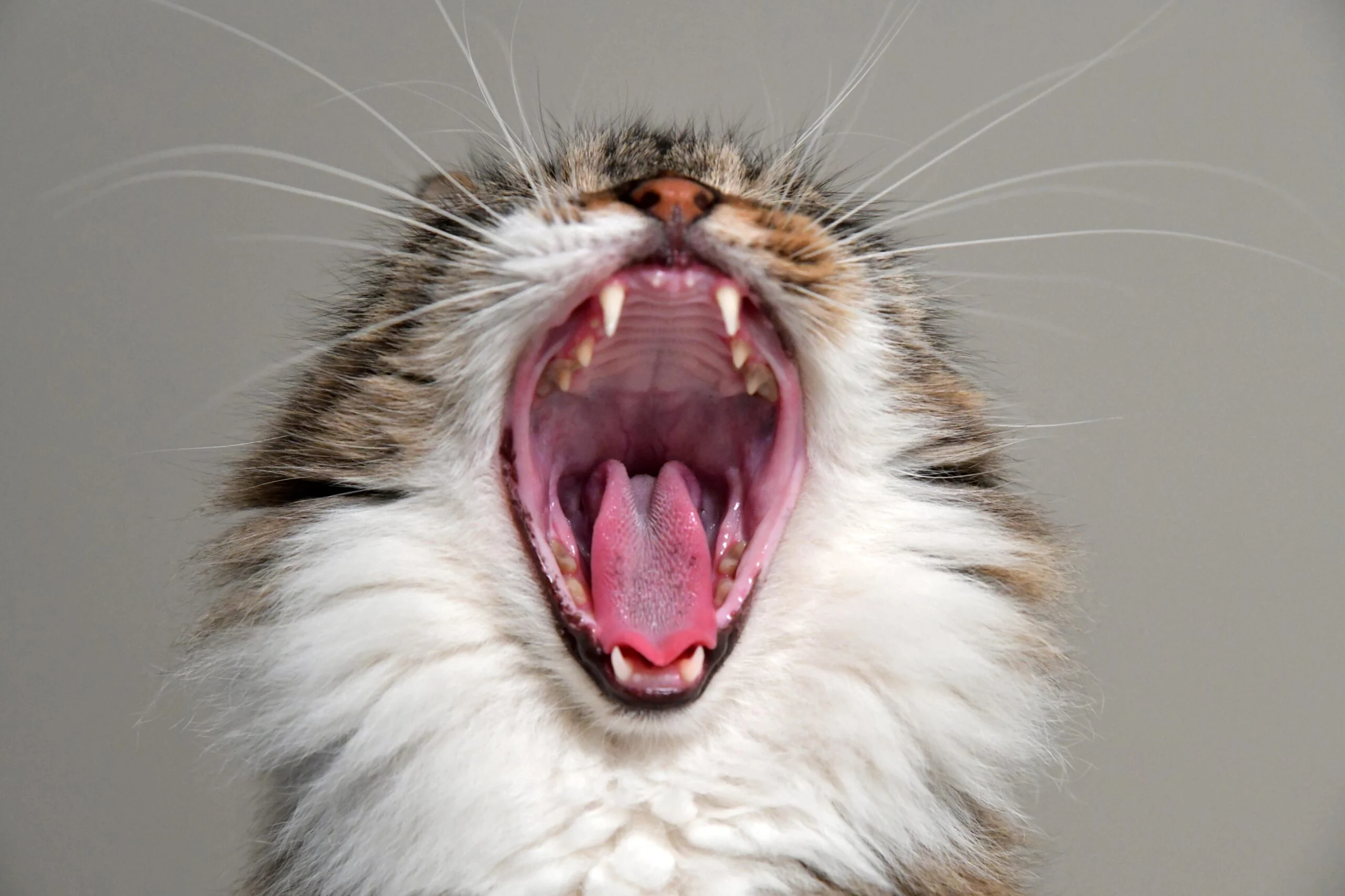 Raiva felina: o que é, sintomas e tratamento