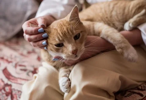 Como cuidar de um gato com câncer no dia a dia