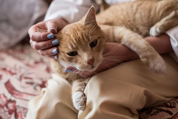 Como cuidar de um gato com câncer no dia a dia