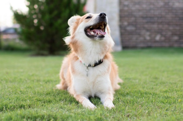 Cachorro‌ ‌troca‌ ‌de‌ ‌dente?‌ Verdade ou mito?