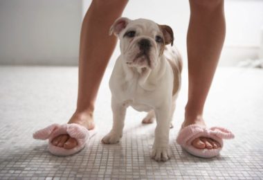 Por que alguns cachorros nos seguem até no banheiro?