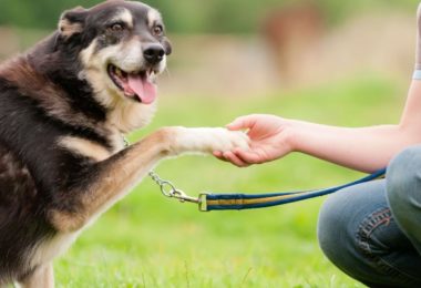 Oito dicas para manter seu cachorro idoso mais feliz