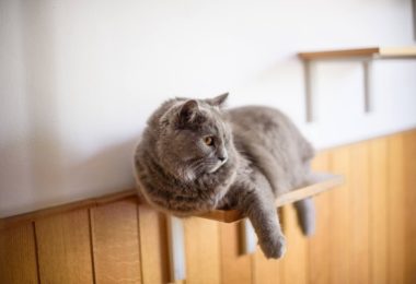 Gatos precisam mais do que prateleiras