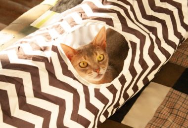 Ter um esconderijo é fundamental para seu gato