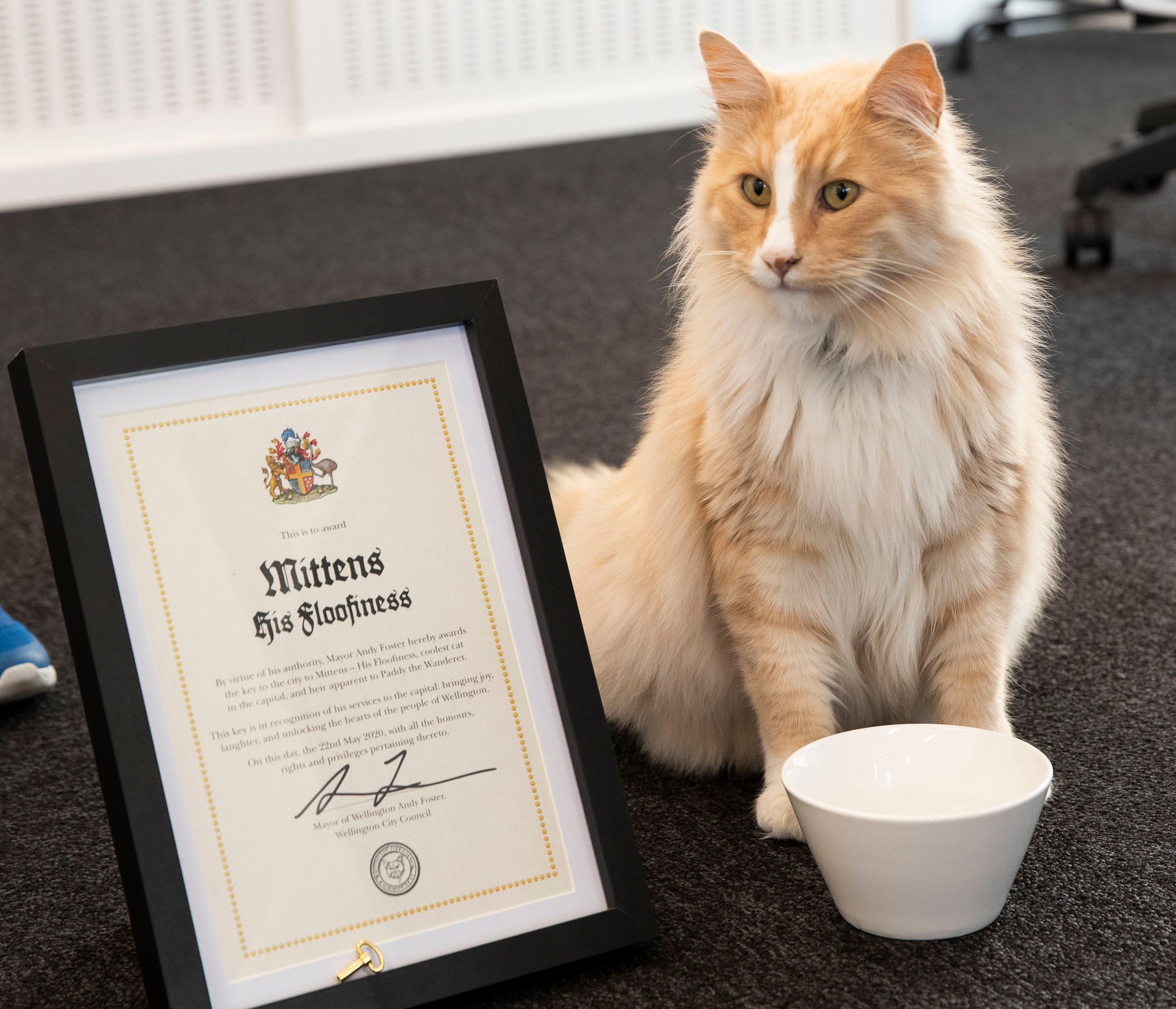 Gato influencer pode ser considerado Cidadão do Ano, na Nova Zelândia