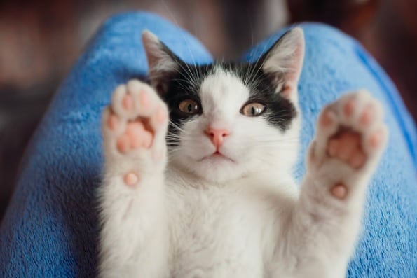 Conheça as raças de gato mais comuns no mundo!
