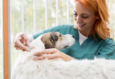Petlove e DogHero fazem campanha de vacinação
