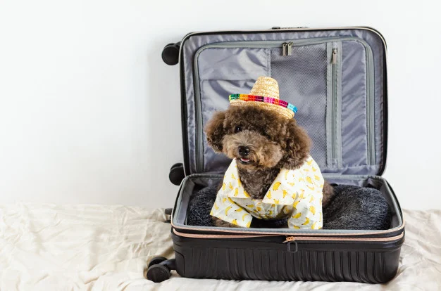Poodle Toy