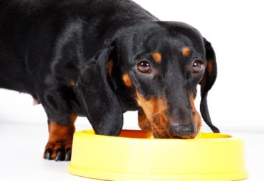 Bebedouro para cachorro: seis opções para seu pet