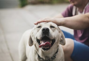 Três formas de ajudar o seu cachorro a ser saudável mentalmente