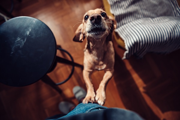 Como fazer com animal que pula do nada 