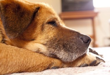 Cães idosos também precisam de atividade física regular