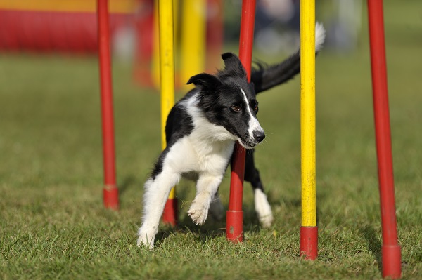 Brinquedos para enriquecimento ambiental canino!