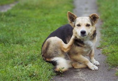 O que fazer quando o cachorro se coça sem parar