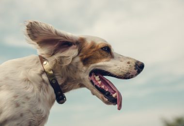 Três formas de deixar seu cachorro mais feliz