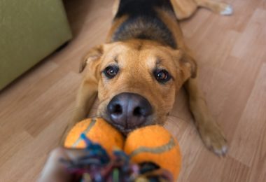 Produtos de enriquecimento ambiental para cães