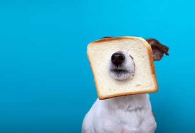 Por que cachorro não pode comer pão?