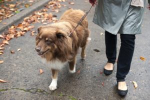 cachorro passeando na rua com guia e coleira