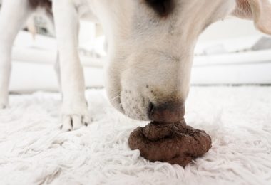 Coprofagia: quais cachorros costumam comer cocô?