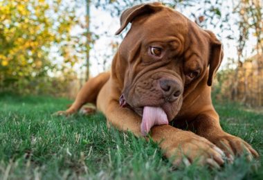 Raças de cachorro com menor expectativa de vida