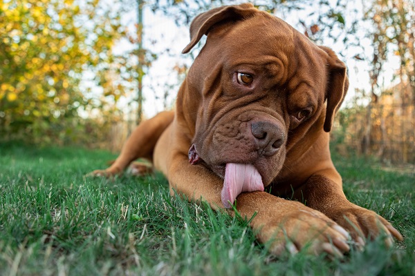 Raças de cachorro com menor expectativa de vida