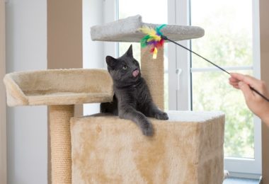 Produtos de enriquecimento ambiental para gatos