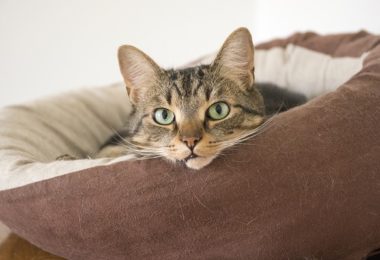 Quatro mudanças para melhorar a rotina e a vida do seu gato