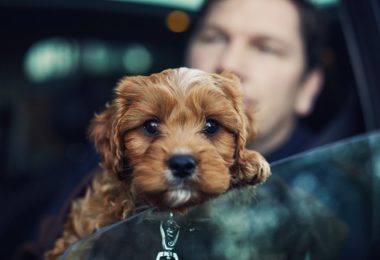 Como lidar com filhote de cachorro que passa mal no carro