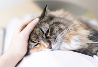 Como cuidar de um gato positivo para FIV e/ ou Felv