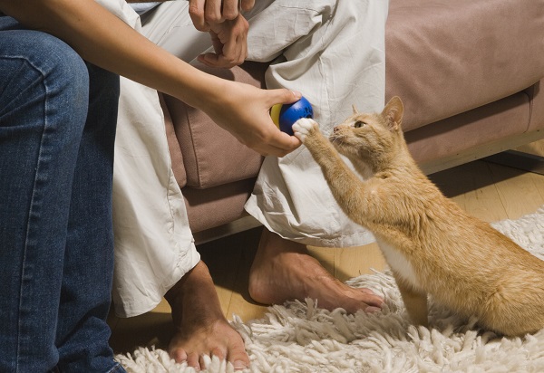 Quatro mudanças para melhorar a rotina e a vida do seu gato