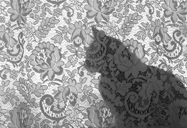 Como lidar com gatos que se penduram nas cortinas